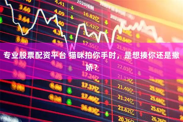 专业股票配资平台 猫咪拍你手时，是想揍你还是撒娇？
